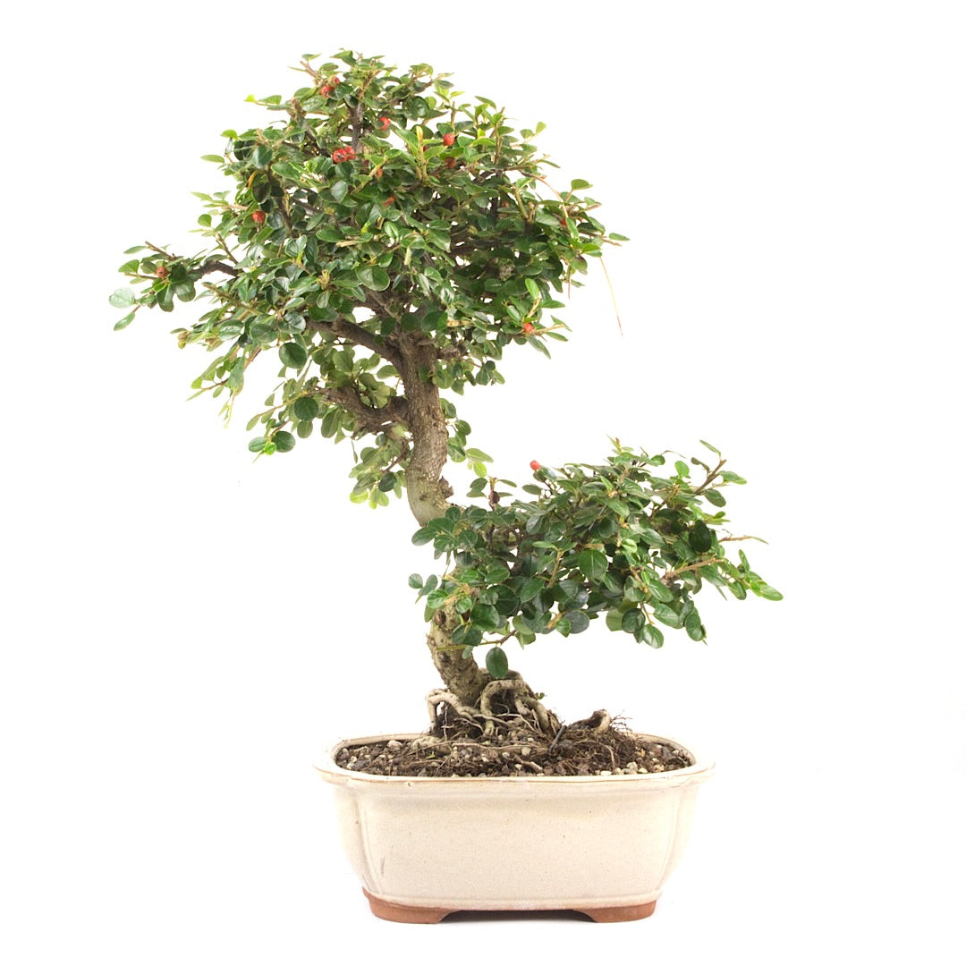 Fächer- Zwergmispel 'Cotoneaster horizontalis'